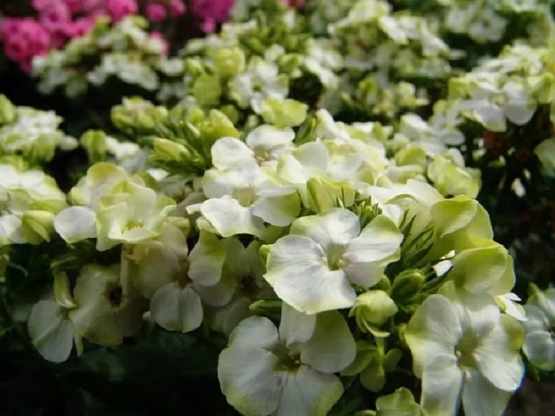 Флокс Джейд 1 шт.